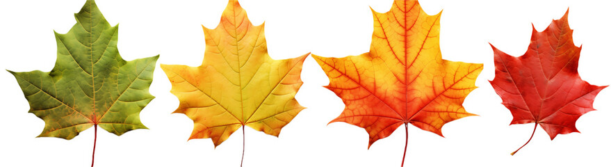Autumn Maple Leaf Colors: Seasonal Progression from Green to Red on transparent background png