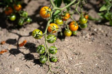 Closeup of cherry tomatoes growing on a vine near the ground in a vegetable garden on a sunny summer day
