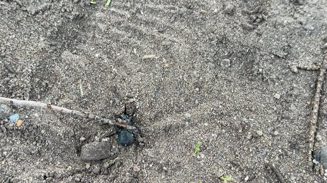 Wolf Spider Crawling Across Sandy Ground in Natural Habitat