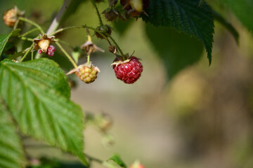 Closeup of a rich red raspberry growing on a plant in a farm field on a sunny summer day, rich in antioxidants and nutrients
