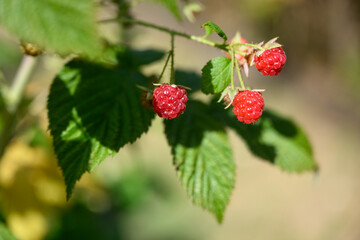 Closeup of a rich red raspberry growing on a plant in a farm field on a sunny summer day, rich in antioxidants and nutrients
