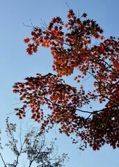 Bright red maple leaves on thin branches against a clear blue sky on a sunny day.