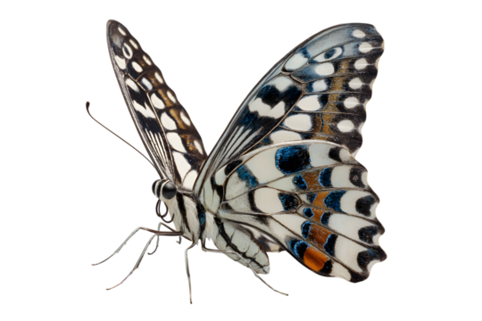Side view of a white butterfly with black spots isolated on transparent background