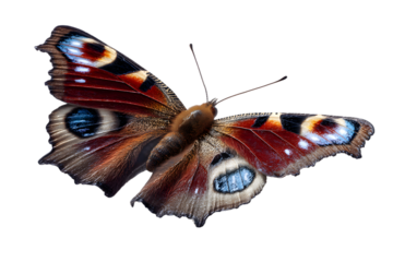 Detailed peacock butterfly isolated on transparent background, wings partially open