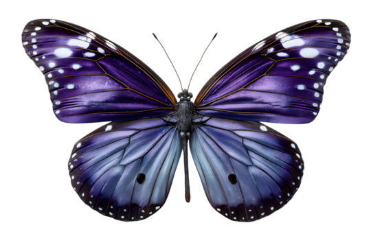 Detailed purple butterfly isolated on transparent background, symmetrical wing pattern