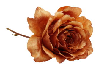 Coppery rose bloom, curled petals against black background