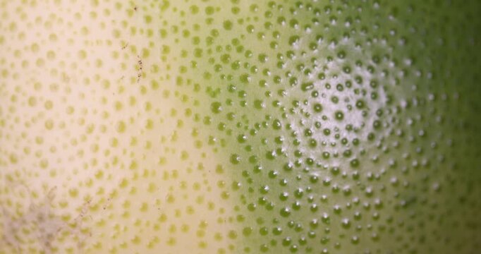 yellow and green citrus peel, details of grapefruit peel with multicolored peel with yellow and green shades