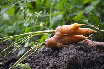 Freshly picked ugly carrots lying on the ground