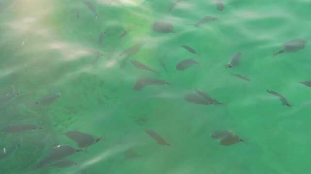 Fish swimming in crystalline water seen from above, Mediterranean Sea, Ibiza, Spain