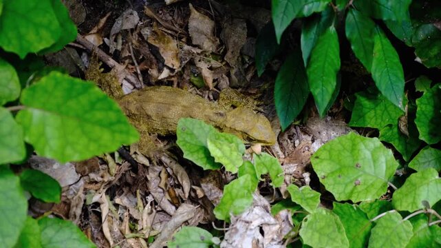Closeup tuatara olive green coloured standing still amongst leaves in forest of Zealandia in Wellington, New Zealand Aotearoa