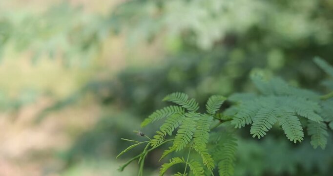 Fresh green Baval leaves captured in clear focus, showcasing delicate leaf patterns with a soft blurred background that highlights natural beauty.