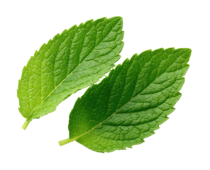 Two vibrant green mint leaves on a black background (1)