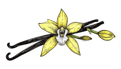 Illustration of a vanilla flower and bean pods, showcasing botanical detail