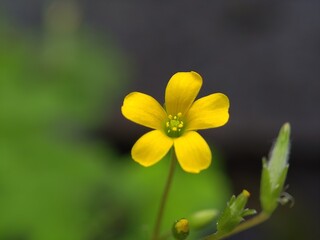 A macro photograph captures the vivid detail of a single five-petaled yellow flower, its vibrant hue contrasting with a gently diffused background of dark and light greens.