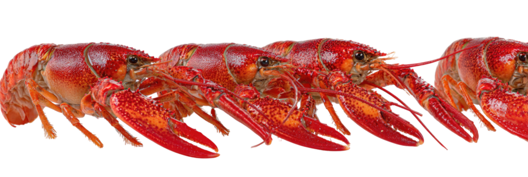 A row of cooked crustaceans on black background, showcasing bright red shells and prominent claws