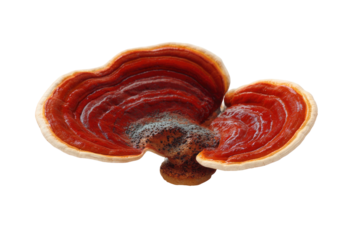 A bracket fungus with a glossy red cap and a cream-colored margin against a black background