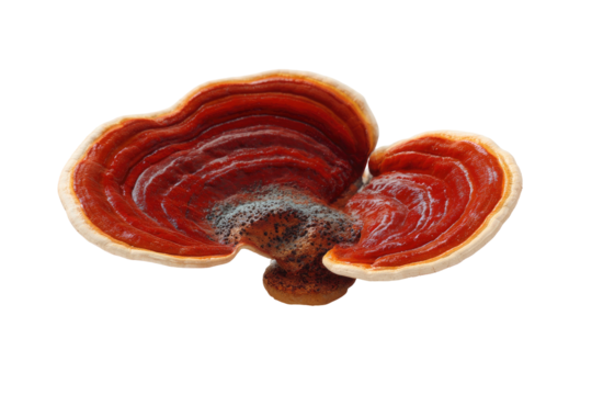 A bracket fungus with a glossy red cap and a cream-colored margin against a black background