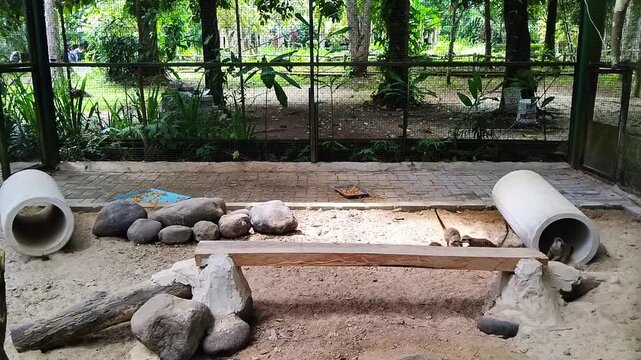 Plains viscacha or vizcacha, Lagostomus maximus, going for a walk at nightfall, in Lembah Hijau National Park, Lampung, Indonesia