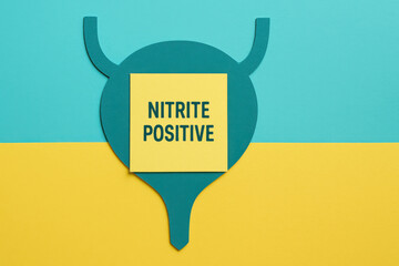 Paper bladder cutout with nitrite positive medical result from laboratory test. This concerning result can indicate urinary tract infection and health issue