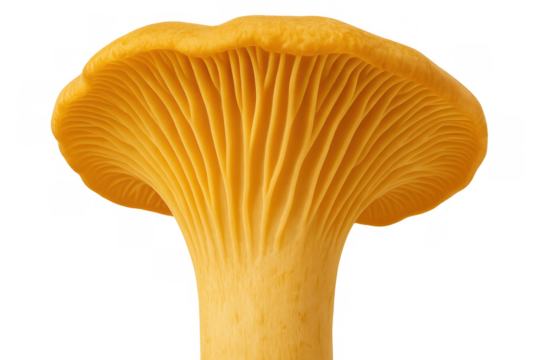 Yellow chanterelle mushroom gills and stem close-up on a transparent background. Edible fungus, gourmet food ingredient
