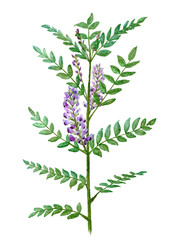 Watercolor Licorice Plant (Glycyrrhiza glabra) &ndash; Botanical Illustration