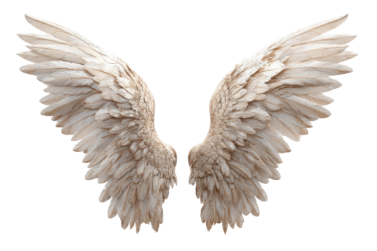 A pair of white, detailed wings, spread wide on a black background, feathers textured