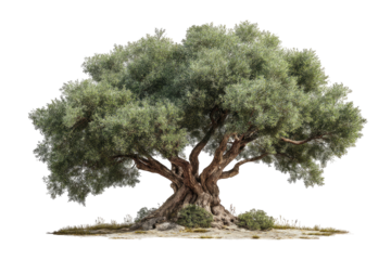A digitally rendered olive tree, isolated on black, showing gnarled trunk and dense foliage
