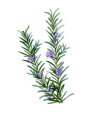 Watercolor Rosemary – Botanical Herb Illustration