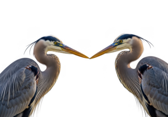 Two great blue herons facing each other isolated on transparent background