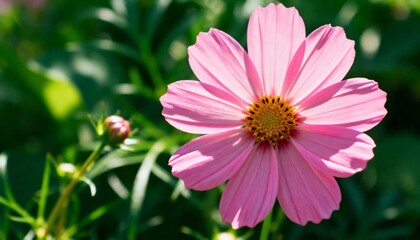 Obraz premium Vibrant pink cosmos flower bathed in soft sunlight, showcasing delicate petal texture against lush green bokeh background, perfect for spring or summer themes.