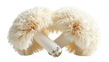White lion’s mane mushroom duo bundle isolated on transparent background
