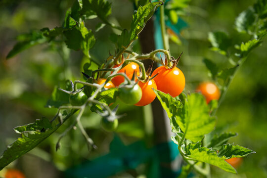 Closeup of cherry tomatoes growing on a vine tied to a wood stake in a vegetable garden on a sunny summer day