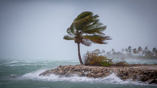 A palm tree leans dramatically as strong winds whip through the coastal area. Waves crash against the rocks in a stormy scene, with dark clouds overhead.