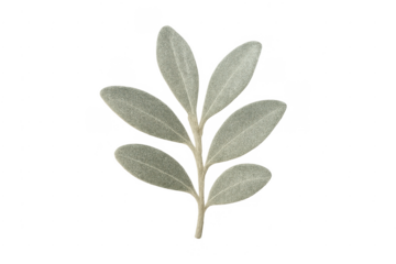 Olive branch plant illustration with fuzzy pale green leaves