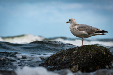 Herring gull standing on a rock in the water with waves surrounding it, detailed coastal wildlife image