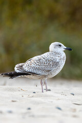 Juvenile herring gull on the beach – young seabird in natural coastal habitat