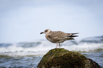 Herring gull standing on a rock in the water with waves surrounding it, detailed coastal wildlife image