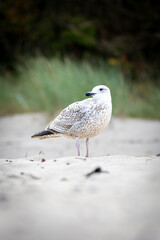 Juvenile herring gull on the beach – young seabird in natural coastal habitat