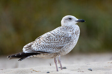 Obraz premium Juvenile herring gull on the beach – young seabird in natural coastal habitat