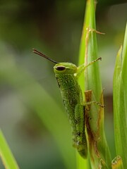 Captivating macro photography showcases a brilliantly green grasshopper, its intricate body texture and keen eyes sharply defined as it clings to a vibrant green plant.