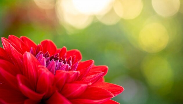 Vibrant red dahlia flower with soft bokeh background, close-up of petals, nature's beauty, floral pattern, garden bloom, summer flora, bright colors