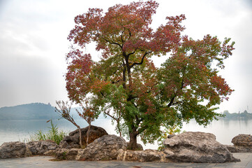 Tree with Red and Yellow Leaves at East Lake, Wuhan