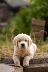 Golden Retriever puppy sitting on a step, looking curious.