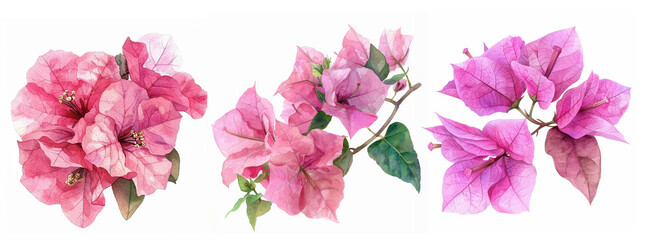 Pink bougainvillea watercolor illustration with lush green leaves.
