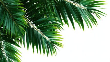 Fototapeta premium Fresh, vibrant palm leaves extend outward, capturing the essence of a tropical setting. The bright green foliage stands out against the clean white background, evoking a serene atmosphere.