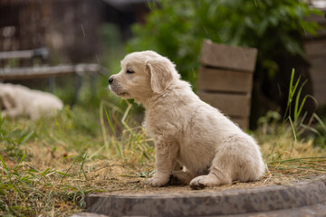 Golden Retriever puppy sitting on a step, looking curious.