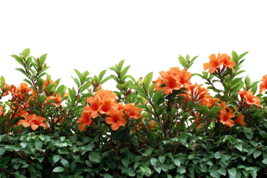 Lush flowering hedge with vibrant orange blooms and verdant green leaves against dark background