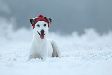 cheerful dog wearing christmas hat adorned with holographic bow sitting in snowy landscape