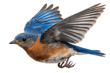 Close-up of a bluebird in mid-flight with wings outstretched, isolated on black
