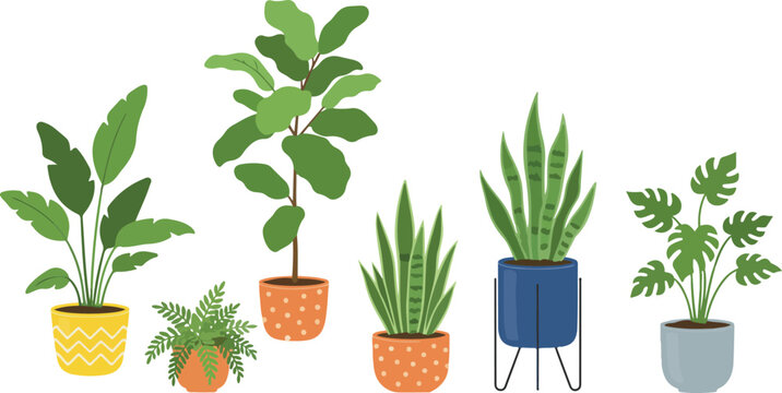 Potted house plants composition. Home and office interior houseplants. Modern green leaf, succulent, cactus decoration in planters, flowerpots. Flat vector illustration isolated on white background 